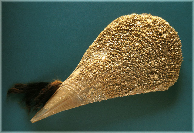 Раковина Pinna Nobilis. Фото с сайта thais.it