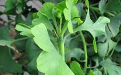 Китайская трава Гинкго. Фото с сайта boinica.ru