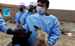 Фото с сайта animalpeoplenews.org