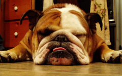 Английский бульдог. Фото с сайта bulldog-breed.com