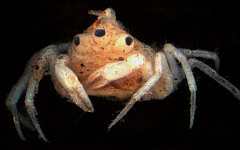 Фото с сайта newscientist.com