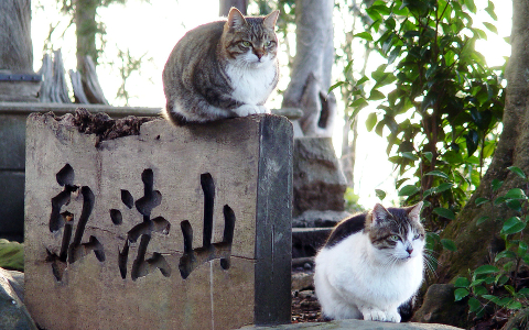 Фото Toshihiro Gamo с сайта flickr.com Фото Toshihiro Gamo с сайта flickr.com