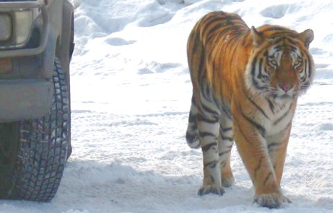 Фото с сайта fba-tiger.ru Фото с сайта fba-tiger.ru