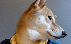 Бодхи. Фото с сайта mensweardog.tumblr.com Бодхи. Фото с сайта mensweardog.tumblr.com