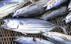 Фото с сайта fishindustry.net Фото с сайта fishindustry.net