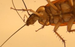Скриншот из видеоролика sciencemag.org Скриншот из видеоролика sciencemag.org