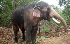 Раман. Фото с сайта malayalam.oneindia.in Раман. Фото с сайта malayalam.oneindia.in