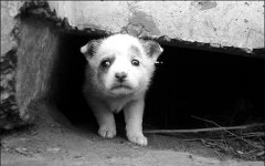 Фото с сайта zoospaskms.unoforum.ru Фото с сайта zoospaskms.unoforum.ru