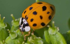 Harmonia axyridis. Фото с сайта wikimedia.org Harmonia axyridis. Фото с сайта wikimedia.org