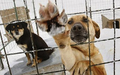 Фото с сайта animalshelp.org.ua Фото с сайта animalshelp.org.ua