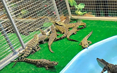 Вольер с крокодилами. Фото с сайта vvcentre.ru Вольер с крокодилами. Фото с сайта vvcentre.ru