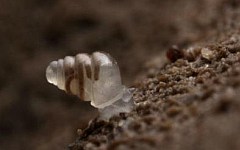 Улитка Zospeum tholussum. Фото с сайта biologija.com.hr