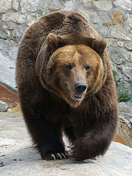 Бурый медведь. Фото с сайта wikimedia.org Бурый медведь. Фото с сайта wikimedia.org