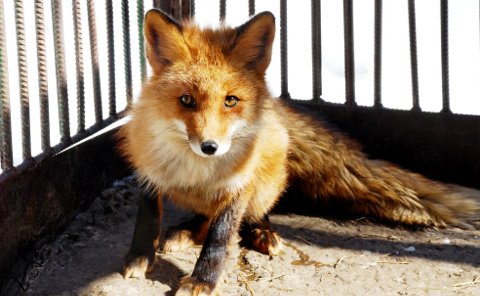 Фото с сайта zoopiton.ru Фото с сайта zoopiton.ru