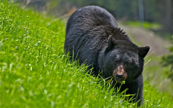 Фото с сайта bearworld.ru Фото с сайта bearworld.ru
