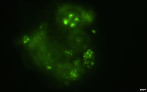 Фото с сайта iodp.org
