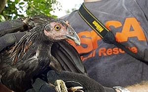 Фото с сайта aspca.org