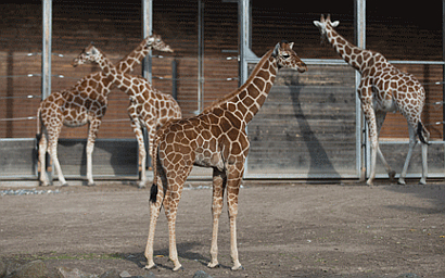 Фото с сайта zoo.dk
