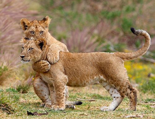 Фото с сайта lionsworld.narod.ru Фото с сайта lionsworld.narod.ru