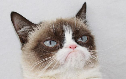 Grumpy Cat. Фото с ее страницы в Facebook Grumpy Cat. Фото с ее страницы в Facebook