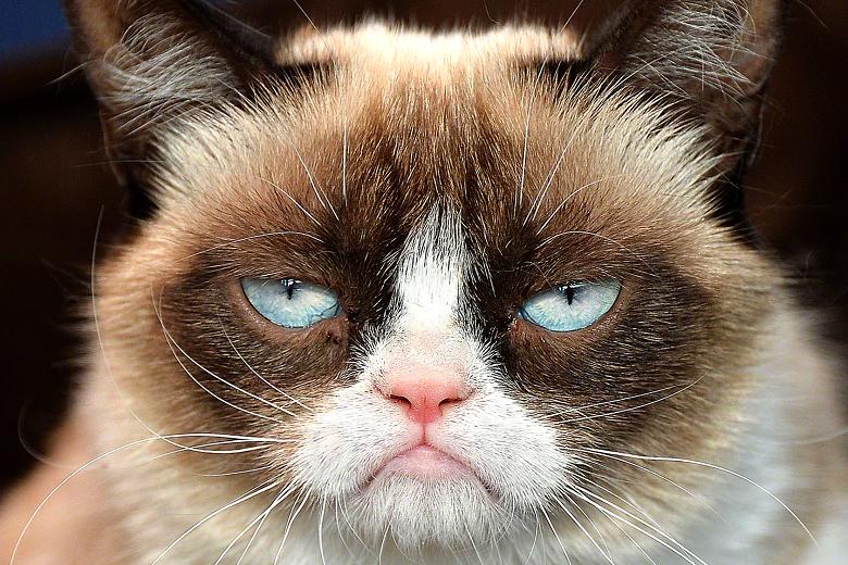 Tardar Sauce. Фото с официальной страницы Grumpy Cat Tardar Sauce. Фото с официальной страницы Grumpy Cat