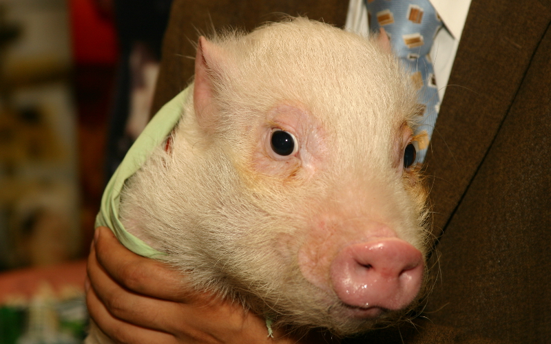 © KM.RU, Даниил Ремизов