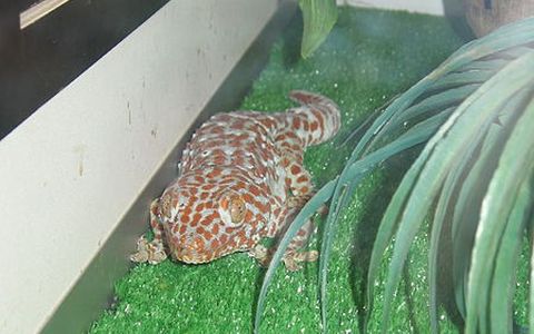 Фото Arthur Jamson с сайта wikimedia.org