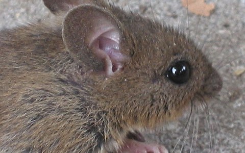 Фото Rasbak с сайта wikimedia.org Фото Rasbak с сайта wikimedia.org