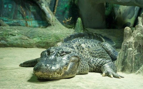 Фото Rigelus с сайта wikimedia.org Фото Rigelus с сайта wikimedia.org