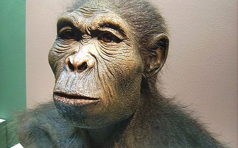 Человек умелый (Homo habilis). Фото с сайта wikimedia.org Человек умелый (Homo habilis). Фото с сайта wikimedia.org
