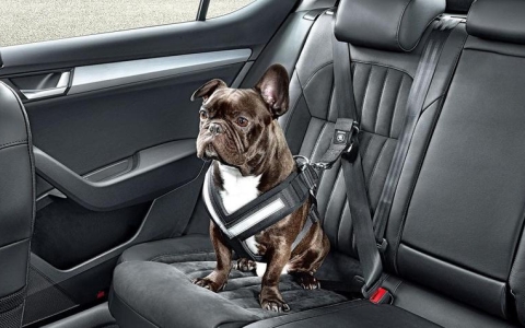 Фото с сайта caradvice.com.au Фото с сайта caradvice.com.au