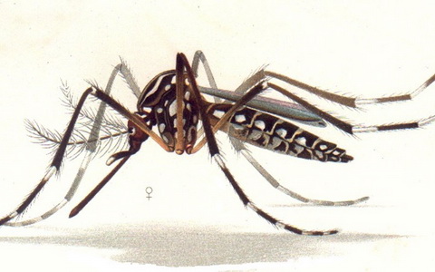 Комар вида Aedes Aegypti. Фото с сайта imagekb.com Комар вида Aedes Aegypti. Фото с сайта imagekb.com
