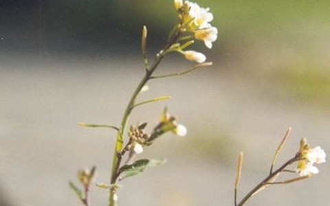 Arabidopsis thaliana. Фото с сайта wikimedia.org Arabidopsis thaliana. Фото с сайта wikimedia.org