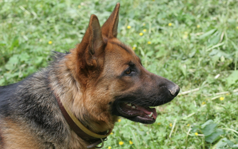 Овчарка © KM.RU, Игорь Варнавский