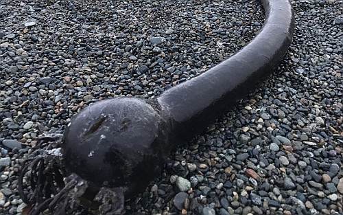 Водоросль нереоцистис Лютке. Фото Максим Антипин с сайта park-beringia.ru Водоросль нереоцистис Лютке. Фото Максим Антипин с сайта park-beringia.ru