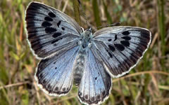Фото с сайта wikimedia.org Фото с сайта wikimedia.org