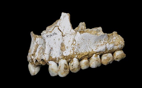 Фото: Paleoanthropology Group MNCN-CSIC Фото: Paleoanthropology Group MNCN-CSIC