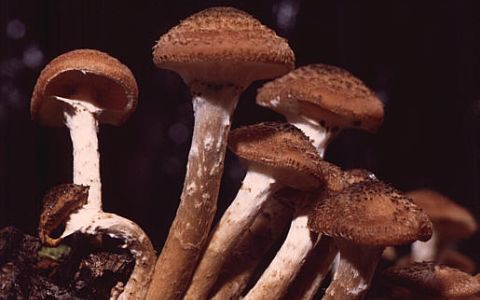 Armillaria ostoyae. Фото W.J.Pilsak с сайта wikimedia.org Armillaria ostoyae. Фото W.J.Pilsak с сайта wikimedia.org
