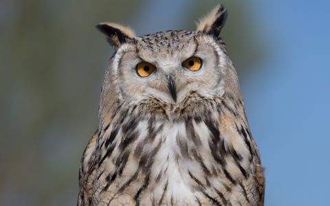 Фото Carlos Delgado с сайта wikimedia.org