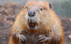 Фото с сайта theanimals.ru Фото с сайта theanimals.ru