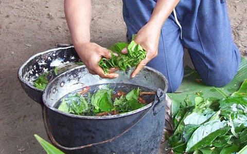Приготовление аяуаски. Фото Heah с сайта wikimedia.org