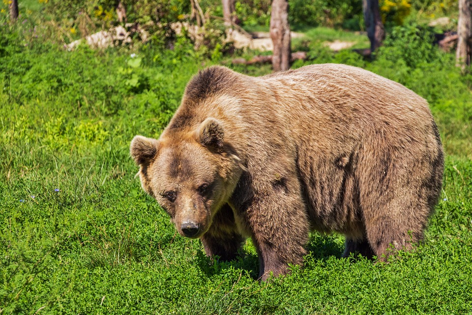 Фото с сайта Pixabay.com Фото с сайта Pixabay.com