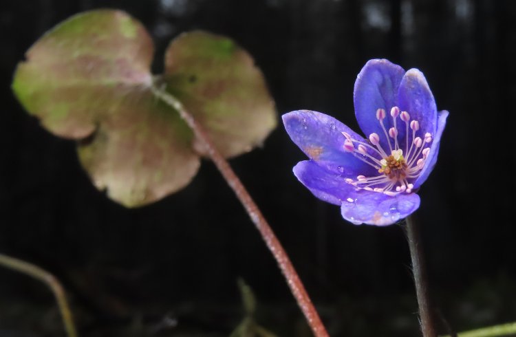 Печёночница благородная. Фото Иван Матершев с сайта inaturalist.org Печёночница благородная