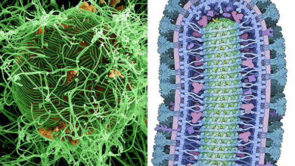 Фото © NIAID / David S. Goodsell, RCSB Protein Data Bank Вирус Эбола