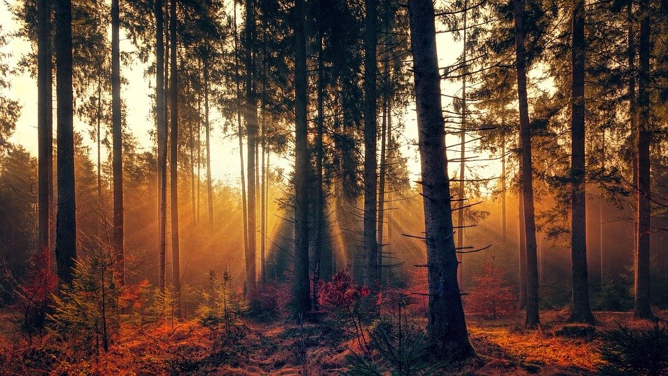 Фото с сайта pixabay.com
