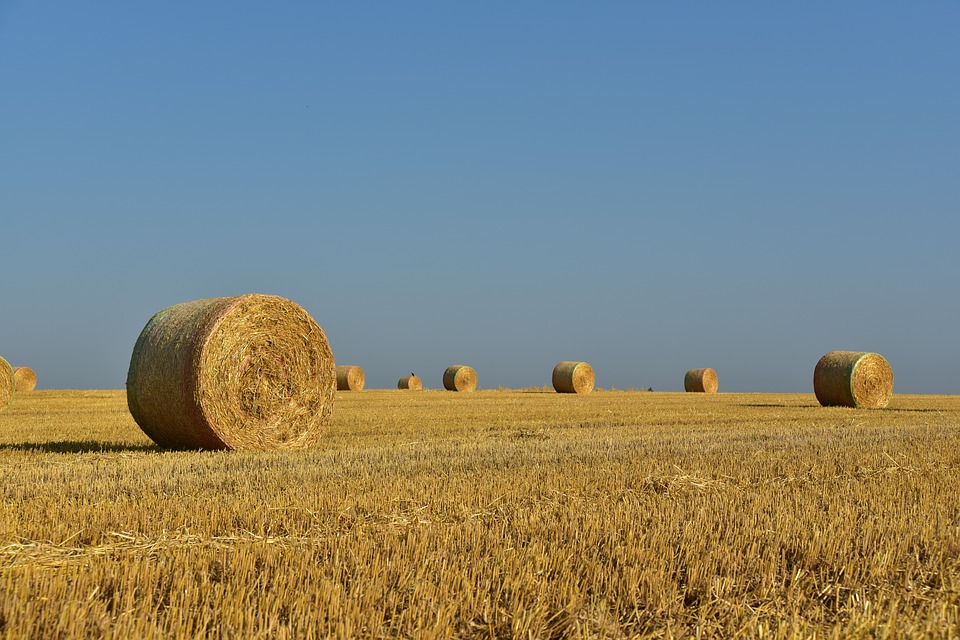 Фото с сайта Pixabay.com