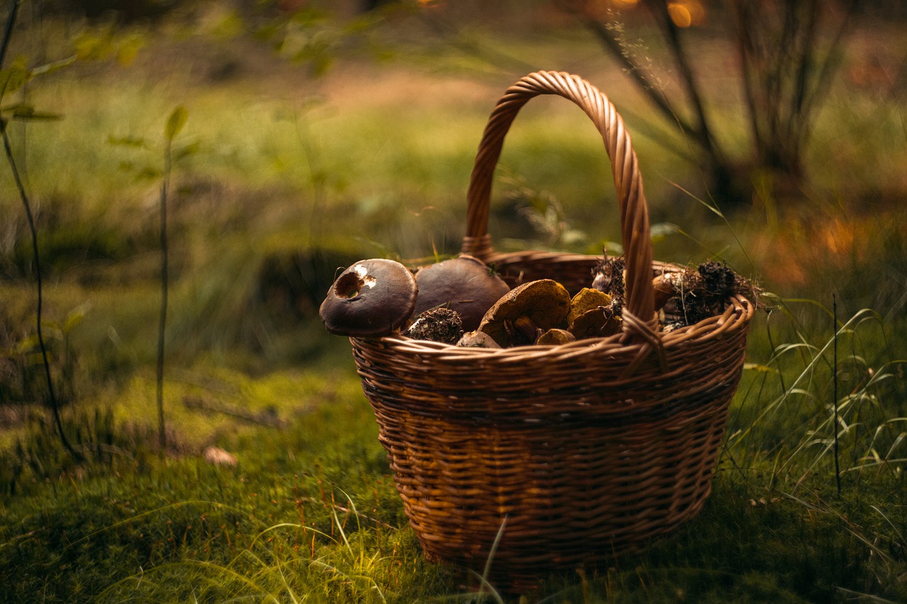 Фото с сайта pixabay.com
