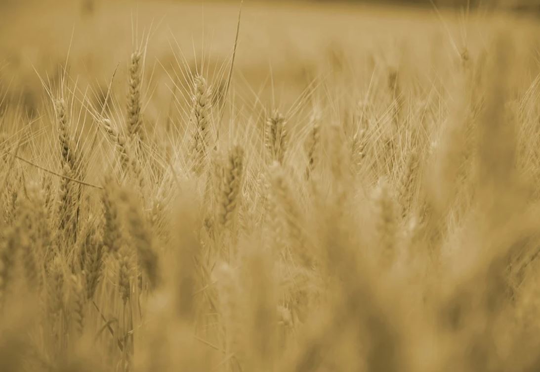 Фото с сайта pixabay.com