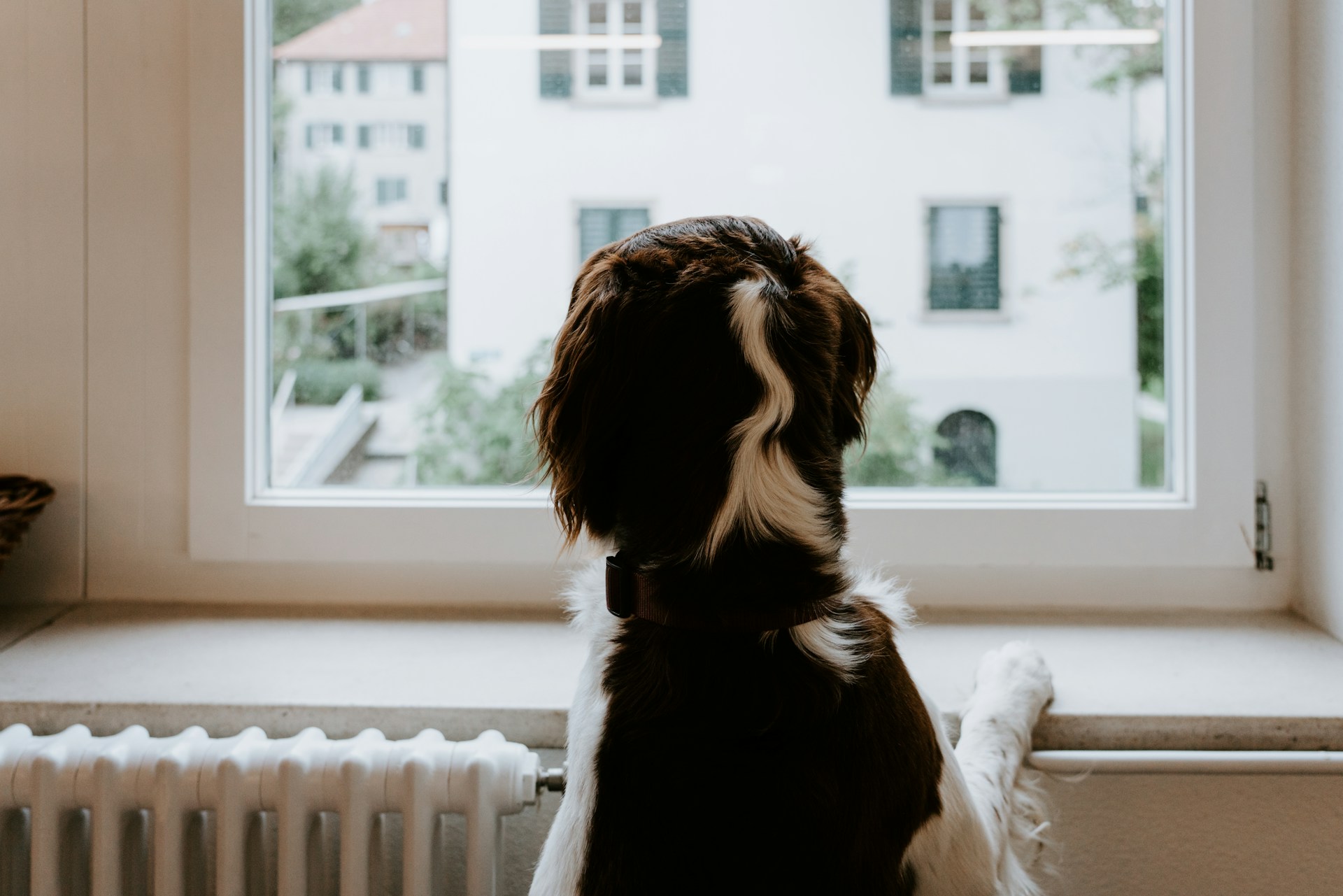 Unsplash/Claudio Schwarz