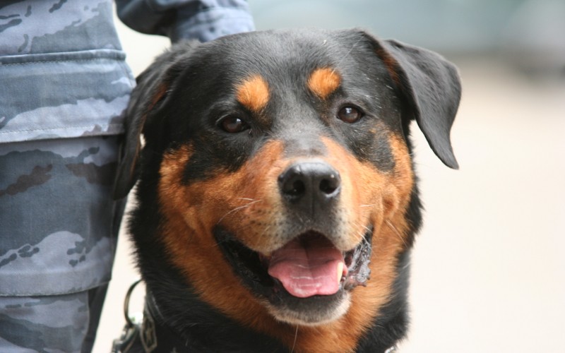 В ГД внесли проект об обязательном страховании потенциально опасных собак В ГД внесли проект об обязательном страховании потенциально опасных собак